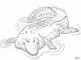 Crocodile Coloring Pages Alligator Drawing Saltwater Crocodiles Aligator Water Alligators Outline Pacific Animal Printable Indo Baby Python Color Print Colour sketch template