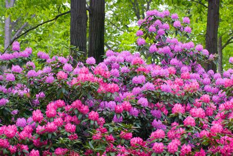 rhododendron  homes gardens