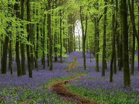 bluebell walks with the national trust saga