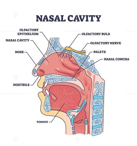 nasal cavity anatomy  medical nose parts description outline diagram vectormine