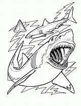 Shark Coloring Pages Adults sketch template