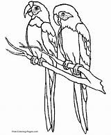 Coloring Pages Bird Birds Parrot sketch template