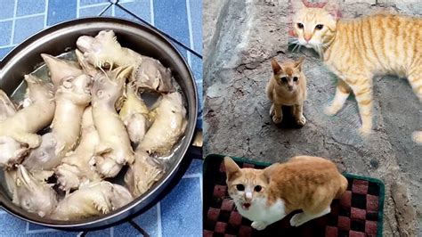 membuat makanan kucing  kepala ayam makanan kucing murah
