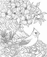 Cardinal Dogwood Coloring Flower Pages Bird Carolina North Blossom Birds Red Printable Cherry Drawing Tree Flowers State Adult Color Blossoms sketch template