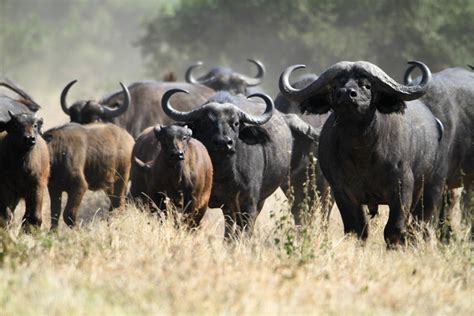 buffaloes flickr photo sharing