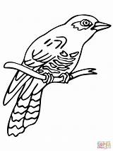 Cuckoo Coloring Pages Common Color Perched Cuckoos Line Printable Supercoloring sketch template