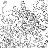 Coloring Dragonfly Zentangle Pages Adult Flowers Insect Adults Cartoon Stylized Stress Poppy Anti Drawn Flower Vector Book Printable Hand Dragonflies sketch template