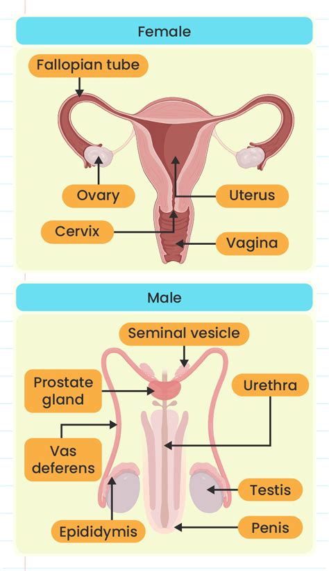 characterise the anatomy of i male reproductive system ii female