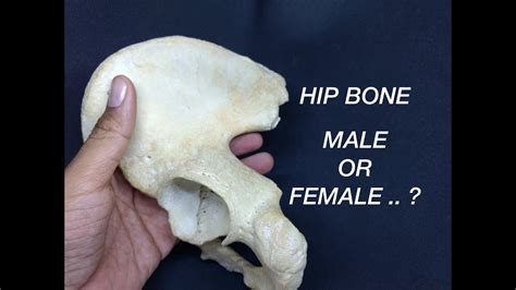 Hip Bone Gender Differences Youtube