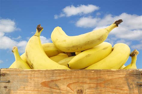 cuantas calorias tiene  banano cuantas calorias