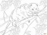 Coloring Opossum Pages Virginia Tree Choose Board Colouring Opossums Animals sketch template