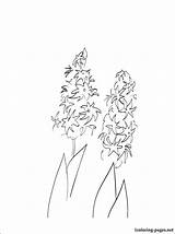 Coloring Hyacinth Getdrawings sketch template