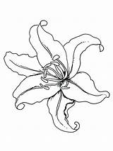 Lily Coloring Flower Pages Outline Tiger Lilies Color Flowers Template Drawing Columbine Printable Drawings Print Getdrawings Getcolorings Kids Tattoo sketch template
