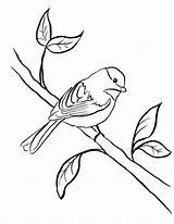 Coloring Pages Clipart Chickadee Bird Supplies Line Printable Cliparts Drawing Samanthasbell Clipartbest Colouring Library Clip Easy Kids Stencils Popular Az sketch template