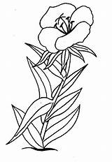 Flori Colorat Bloemen Planse Floare Blumen Floricica P01 Desene Tulpina Vara Ausmalen Ausmalbilder Plansa Uitprinten Primiiani Bloem Cele Primavara Mandala sketch template