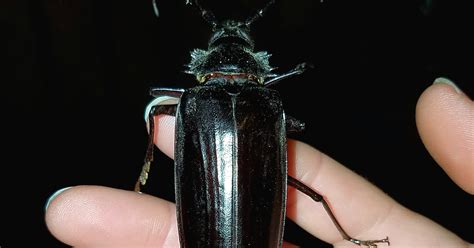 giant flying beetles   love terrorize arizona