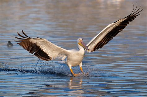 pelican photography american white pelicans and pacific brown pelicans
