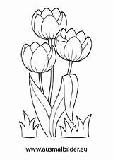 Tulpen Ausmalbilder Ausmalen Osterglocken Malvorlagen Schablonen Blume Ostern sketch template