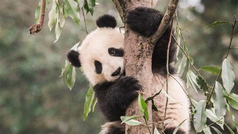Pandas Habitat Shrinking Which Could Mean Trouble For