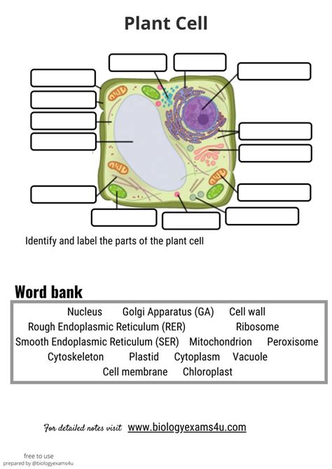 plant cell structure structure  function cell biology cell wall word bank cell membrane