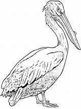 Pelican Coloring Pages Printable Pelicans Bird Brown Realistic Drawing California Drawings Supercoloring Color Birds Sketches Template Print Version Click Animal sketch template