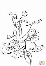 Nasturtium Coloring Pages Drawing Categories sketch template