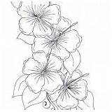 Coloring Flower Hawthorn Hibiscus Drawing sketch template