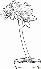 Amaryllis Coloring Pages Hippeastrum Flower Printable Drawing Supercoloring Coloringbay Gif Choose Board Flowers Skip Main sketch template