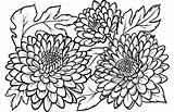 Chrysanthemum Coloring Pages Printable Supercoloring Flowers Categories sketch template