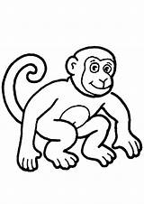 Affe Affen Ausmalbild Ausdrucken Junger sketch template