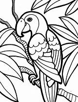 Sketsa Papagaio Burung Hewan Cendrawasih Coloring Marimewarnai Kidscp Terbaik Hora Esses Começarem Pequeninos Demais Variedade Fofinhos Ter São Jungle Poplembrancinhas sketch template