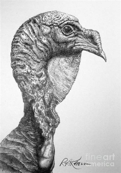 Wild Turkey By Roy Kaelin