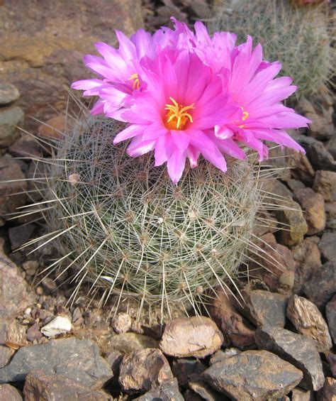 blooming cactus  stock photo public domain pictures
