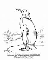 Realistic Birds Coloring Animals Book Penguins Sheet Skip Penguin sketch template