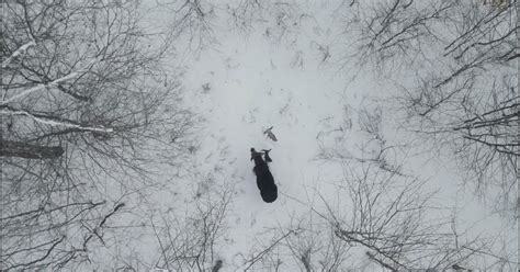 drone captures rare footage  moose shedding  antlers animal behaviour earth touch news