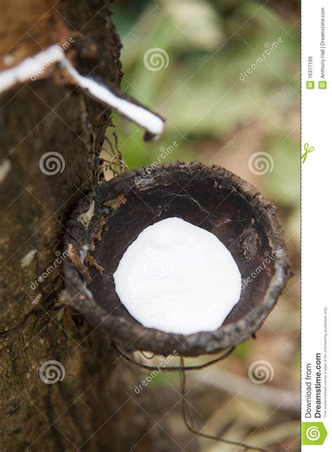 harvesting natural rubber latex stock image image of latex tapped 16377189