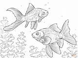 Comet Drawing Coloring Sketch Pages Getdrawings Goldfishes Template sketch template