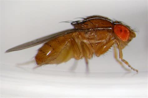 rid  kill fruit flies fruit fly trap fruit fly control