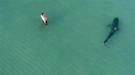 drone captures close shark encounters  florida