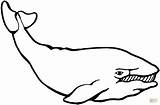 Ballena Baleia Whales Shamu Ballenas Pintarcolorir sketch template