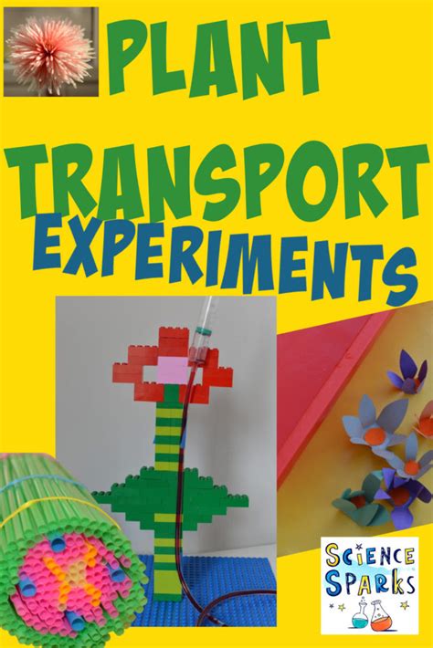 plant science transport  plants capillary action