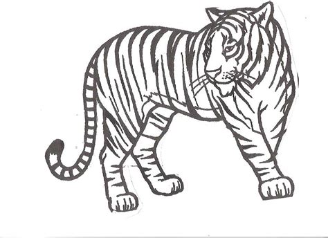 coloring pages tiger coloring home