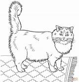 Coloring Cat Ragdoll Pages Printable Furry Realistic Cats Adults Color Print Colouring Supercoloring Cute Drawing Kids sketch template
