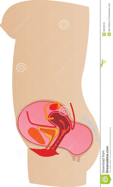 illustration female genitals in a section stock illustration