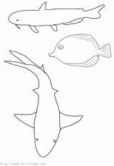 Coloring Pages Fish Slippery Template sketch template