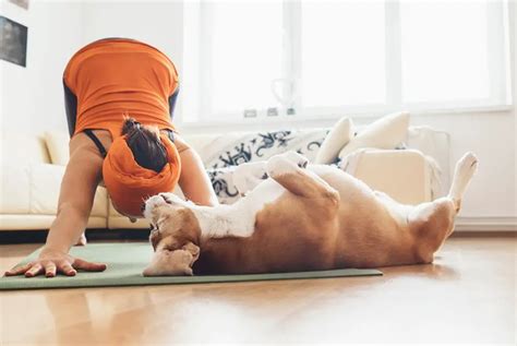 doga       dog yoga  love  dog