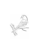 Cuckoo Coloring Backward Looking sketch template