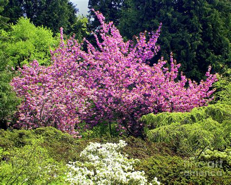 seattle arboretum spring photograph  douglas taylor fine art america