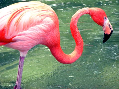 carly altree williams inspiration flamingos