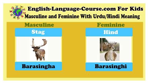 stag hind gender examples masculine and feminine list